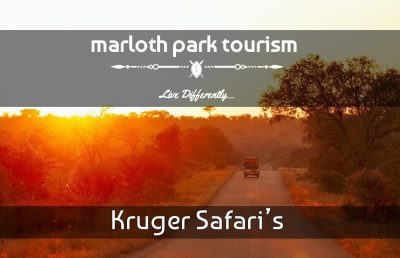 Kruger Safari's